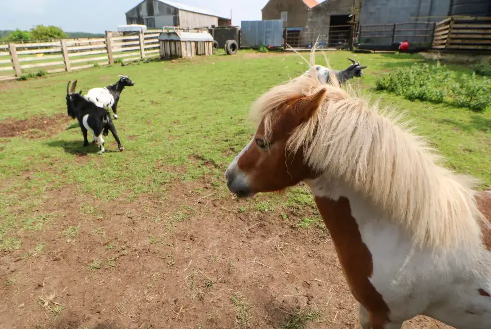 Countryside near Cornfield