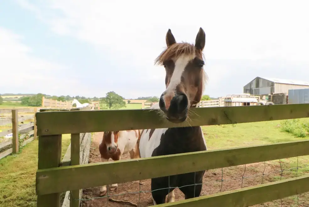 Countryside near Cornfield