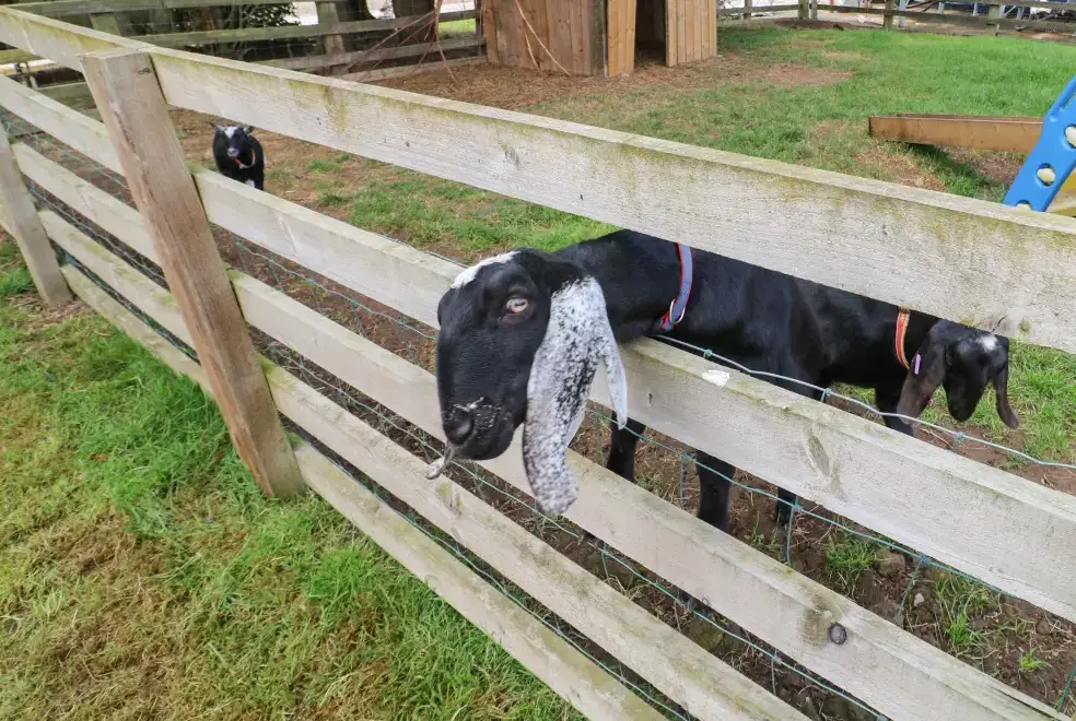 Enclosed garden at Cornfield