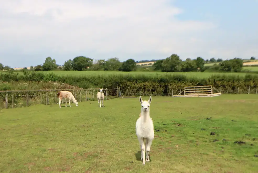 Countryside views at Cornfield