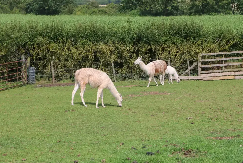 Countryside near Cornfield