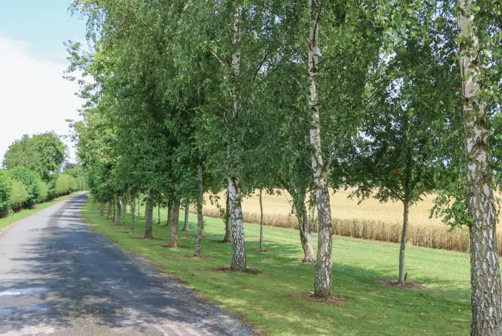 Countryside near Cornfield
