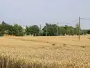 Countryside near Cornfield - thumbnail photo