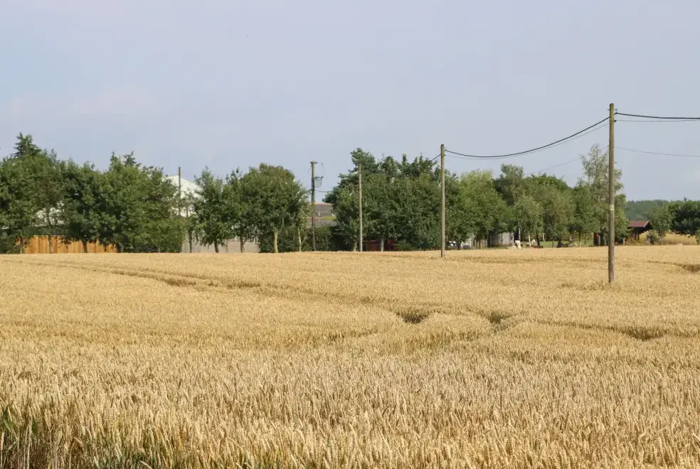 Countryside near Cornfield