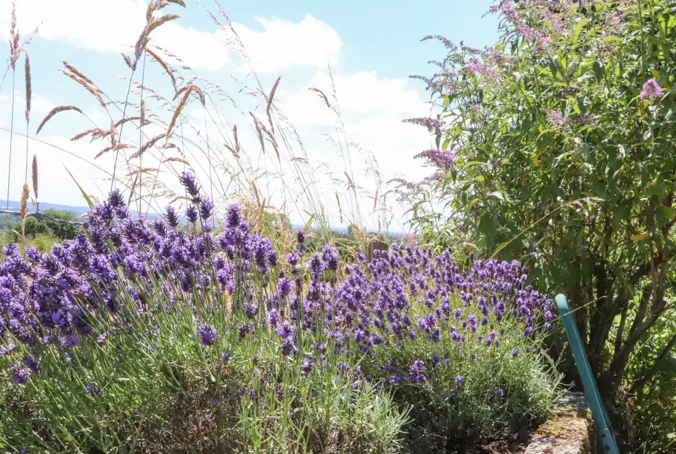 Countryside views at Cottam Cottage Farm
