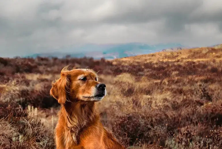 Countryside near Courtyard Cottage