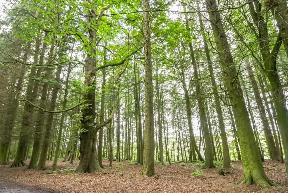 Countryside near Courtyard Family Cottage, Central Scotland 