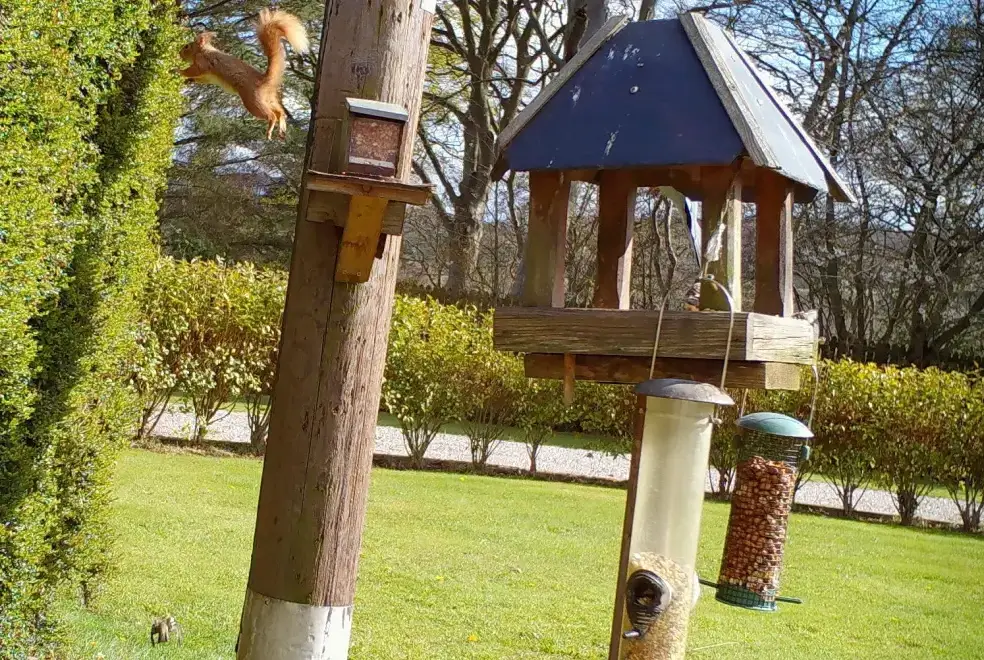 Local wildlife at Craig Cottage