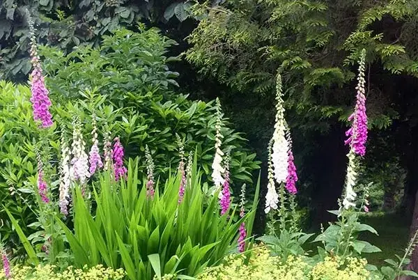 Garden at Dalvey House