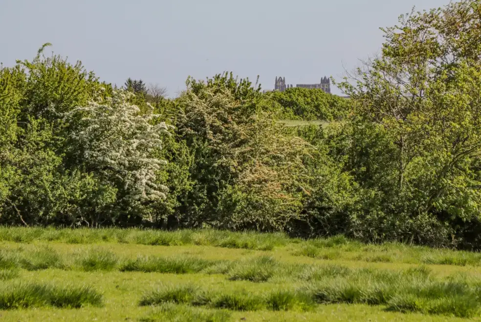 Countryside views at Danby Cottage