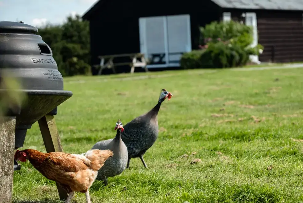 Countryside near Dolphin Lodge