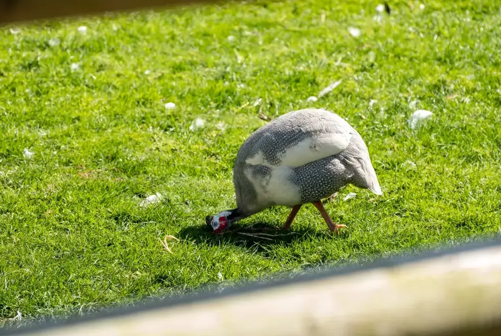 Garden at Dolphin Lodge