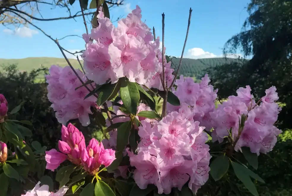 Countryside near Dolwen