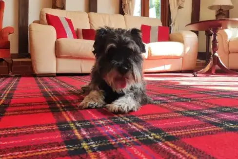 Dogs welcome at Doves Barn, Suffolk