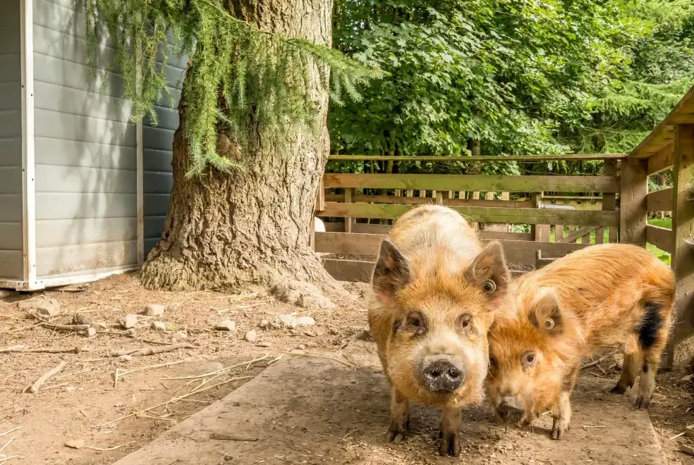 Enclosed garden at Eden Holiday House near the Lake District