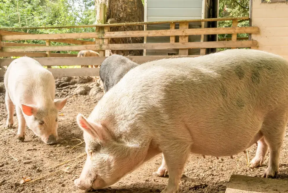 Surrounding area near Eden Holiday House near the Lake District