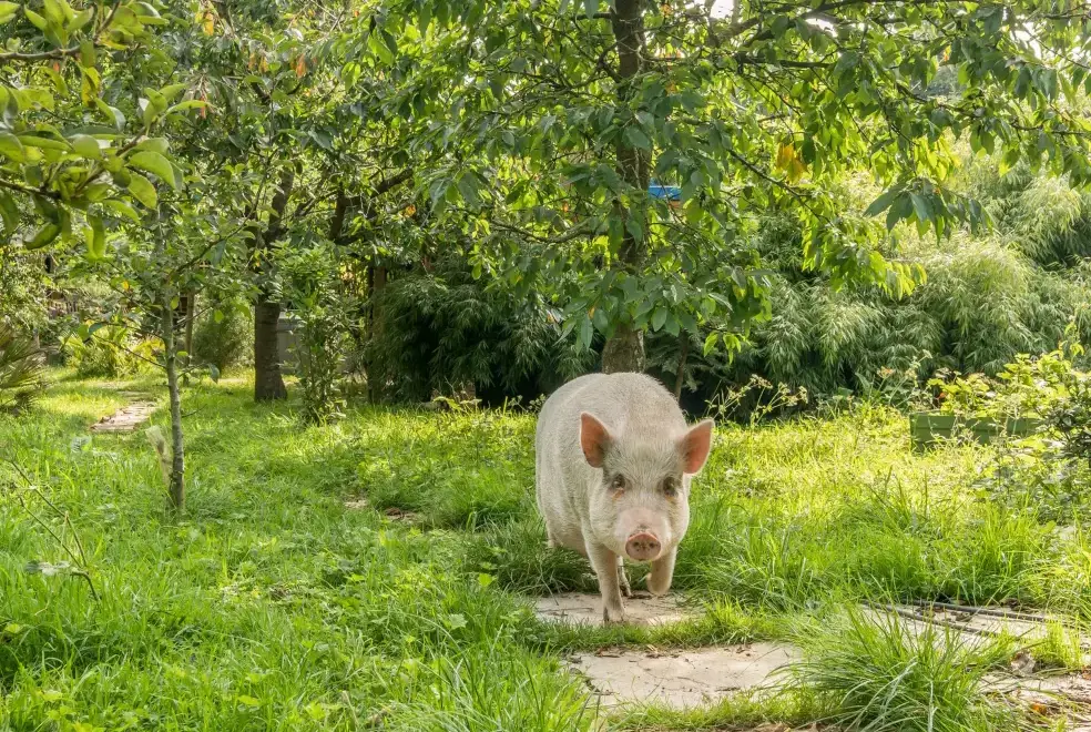 Garden at Eden Holiday House near the Lake District