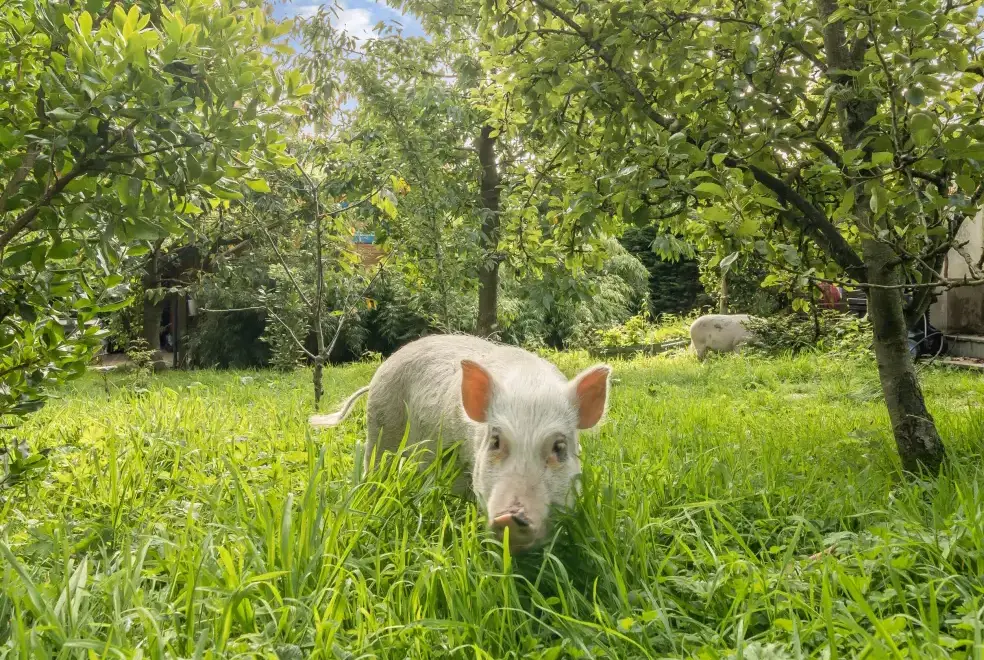 Garden at Eden Holiday House near the Lake District