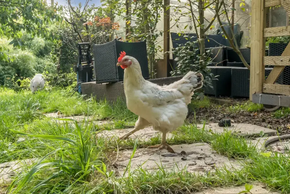 Garden at Eden Holiday House near the Lake District