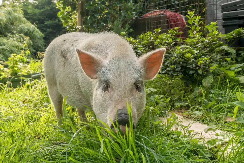 Garden at Eden Holiday House near the Lake District