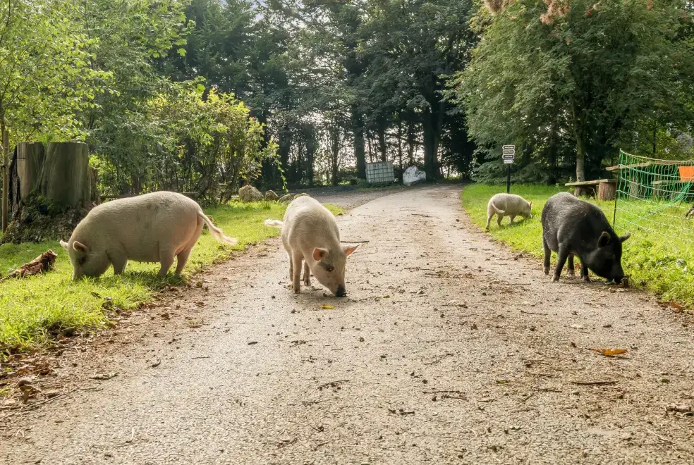 Countryside near Eden Holiday House near the Lake District