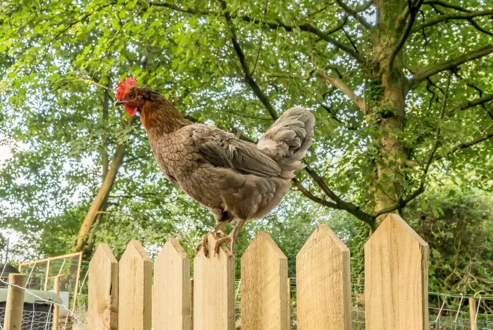 Garden at Eden Holiday House near the Lake District