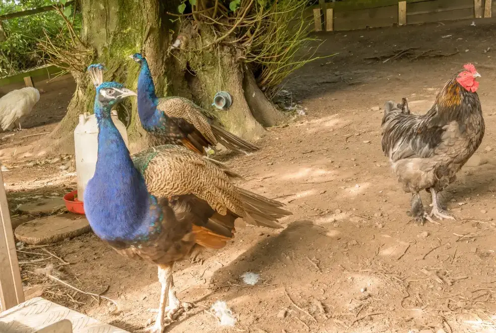 Surrounding area near Eden Holiday House near the Lake District