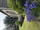 Garden at Edington Mains House - thumbnail photo