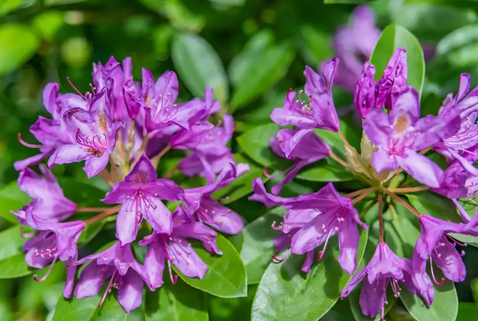 Garden at Endymion Cabin, New Forest National Park