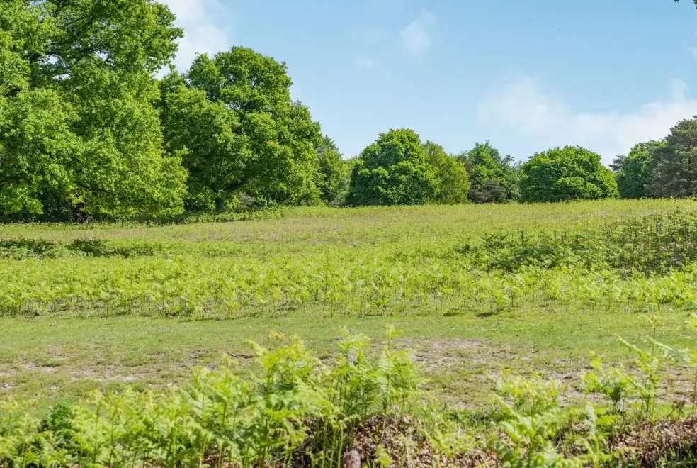 Countryside near Endymion Cabin, New Forest National Park