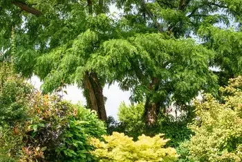 Garden at Forest House