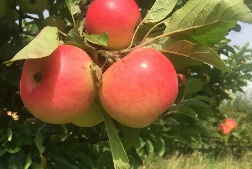 Garden at Garden Bank