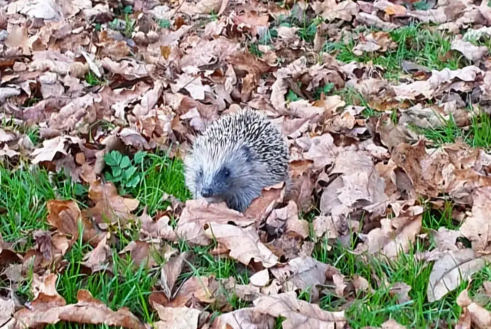 Garden at Glansevin Mansion