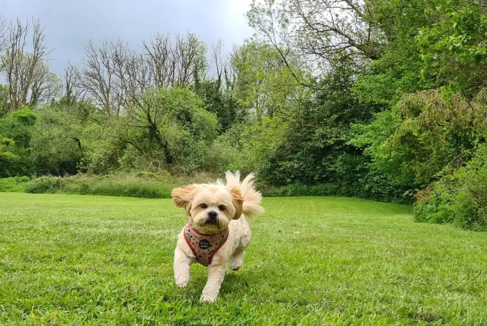 Garden at Glansevin Mansion