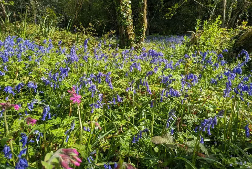 Countryside near Glansevin Mansion