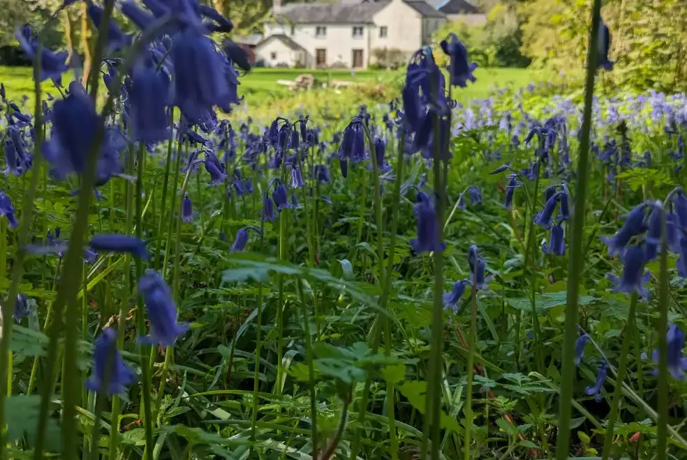 Countryside near Glansevin Mansion