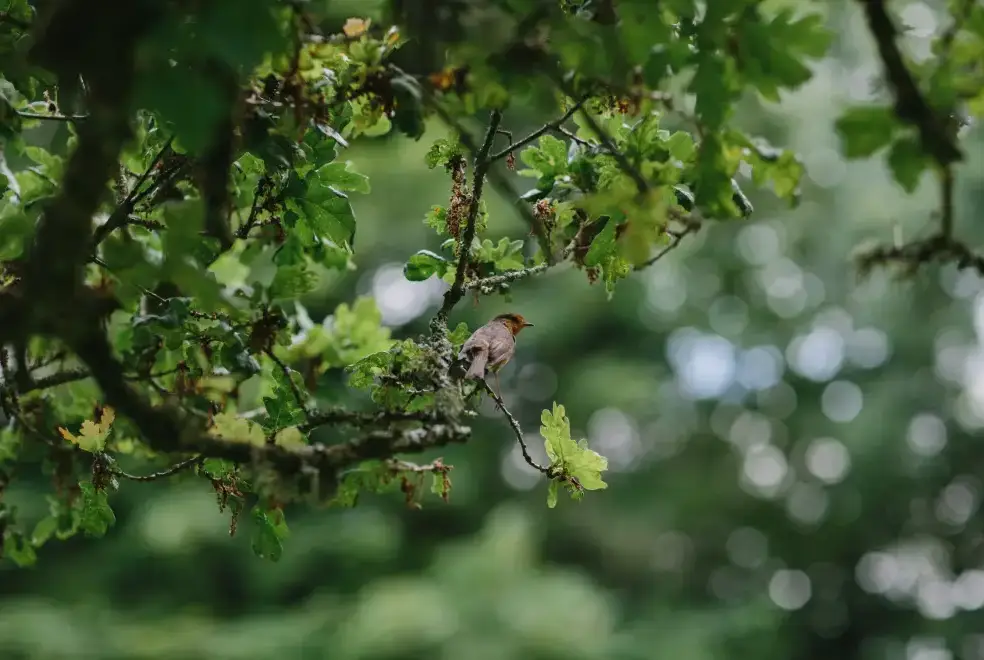 Countryside near Glansevin Mansion