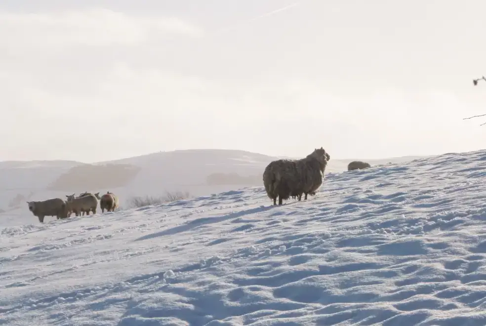 Countryside near Herriots House
