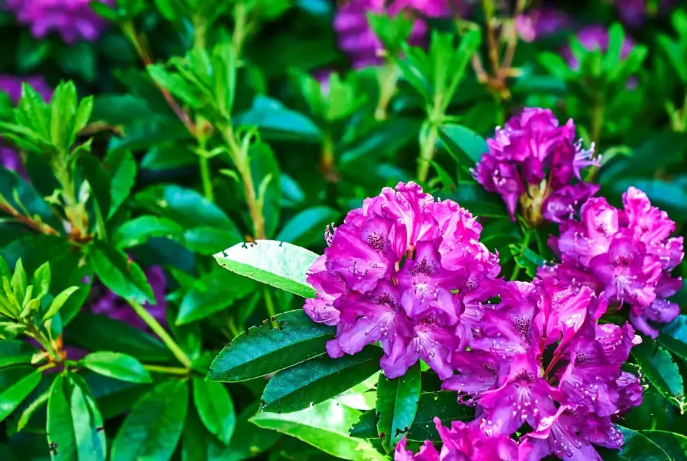 Garden at Holly House