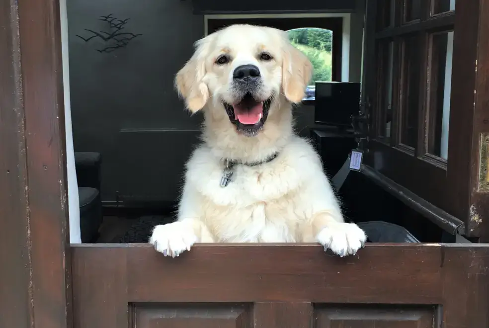 Dogs welcome at Honeysuckle, dog friendly couples' cottage in South Devon