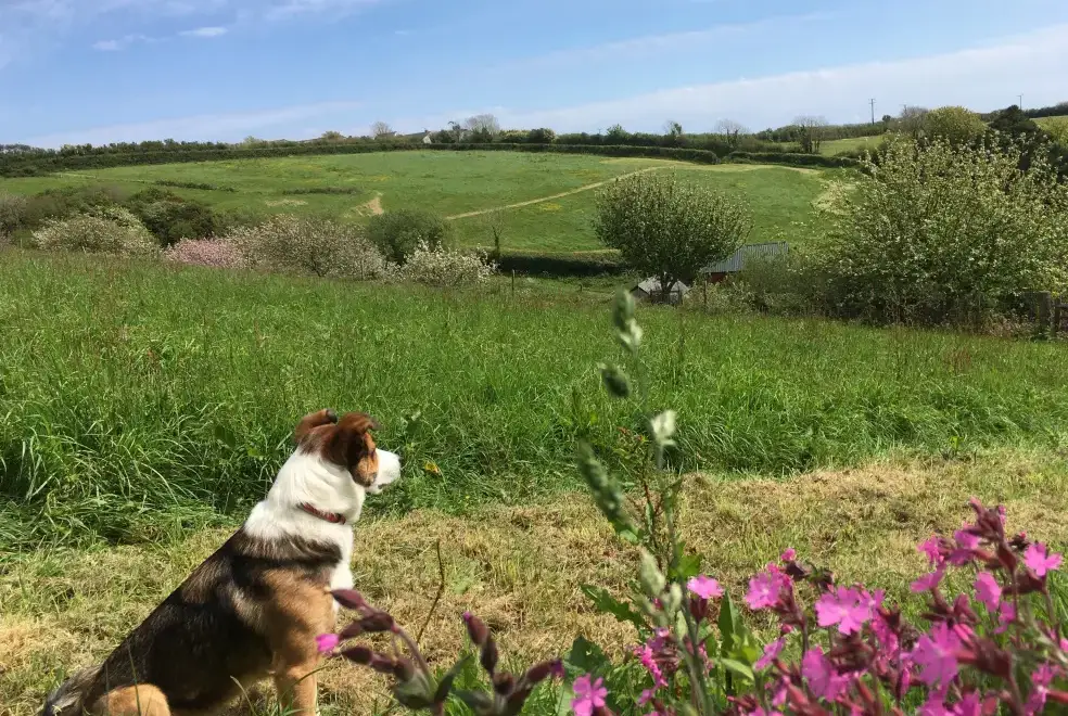 Countryside views at Honeysuckle, dog friendly couples' cottage in South Devon