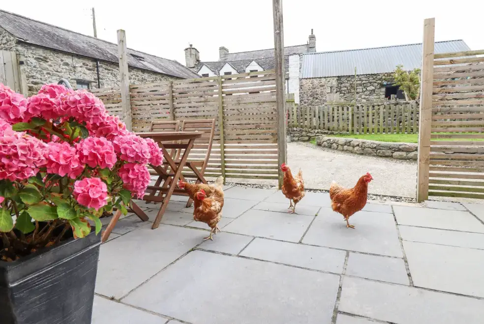 Patio area at Isallt