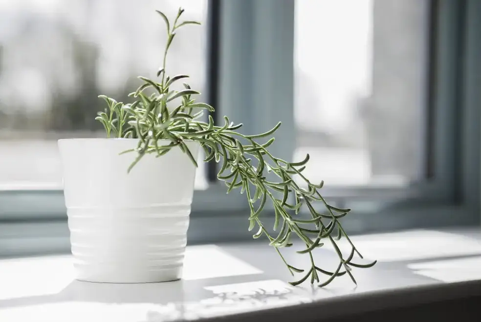 Kerensa, from the outside