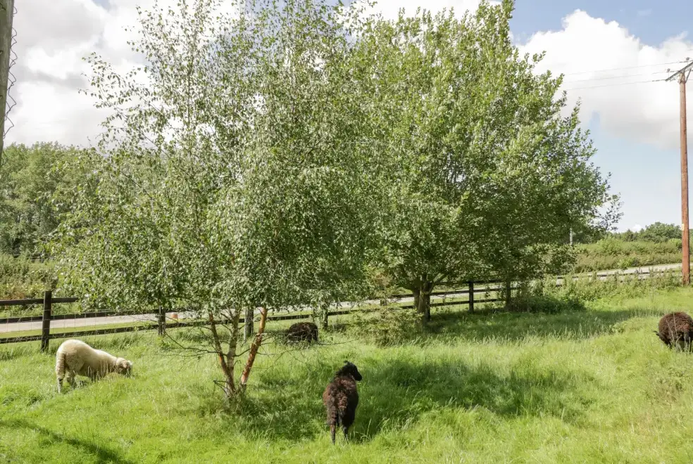 Countryside views at Kite's Nest