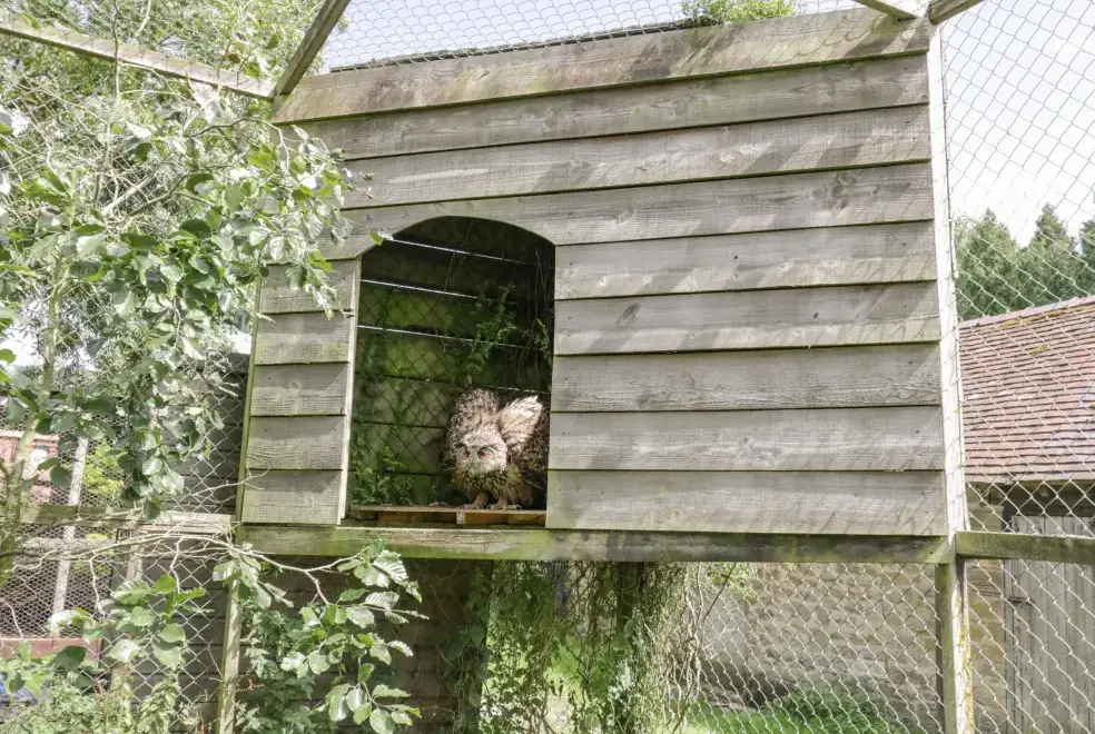 Enclosed garden at Kite's Nest