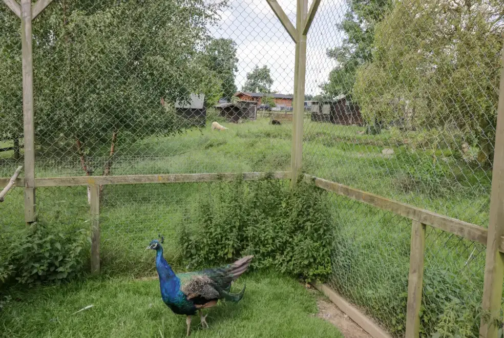 Enclosed garden at Kite's Nest