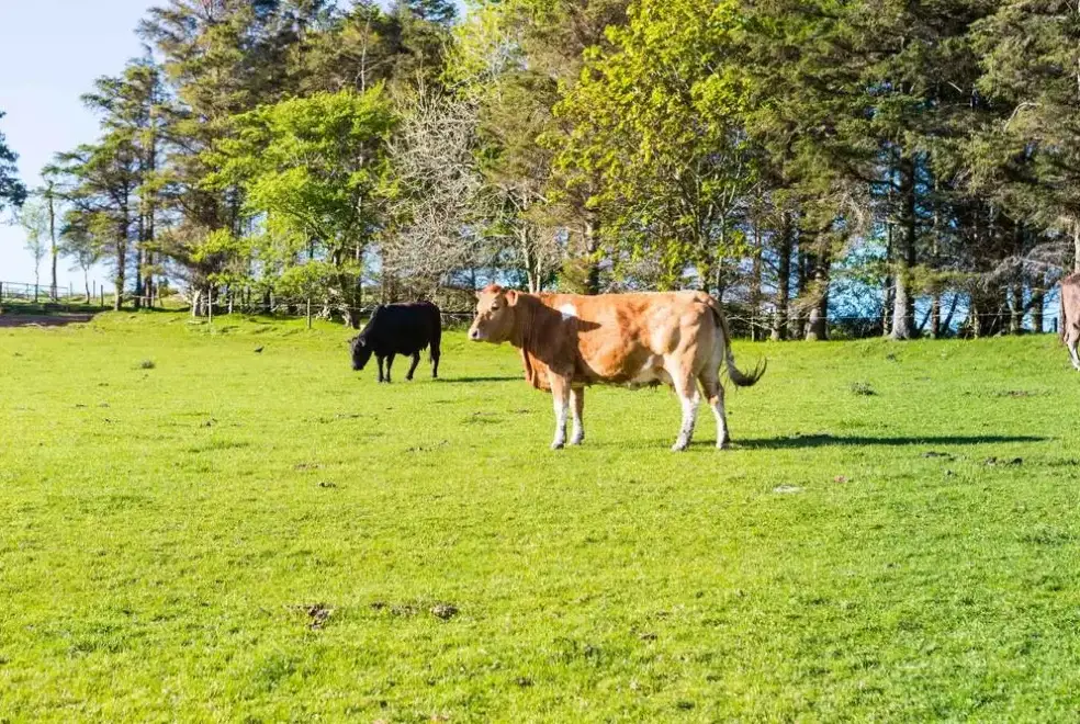 Countryside views at Lammerlaw Self Catering