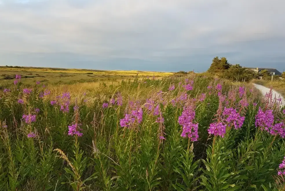 Countryside near Lavenders