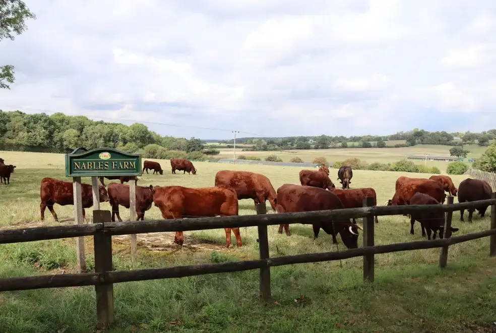 Countryside near Leafield House @ Nables Farm