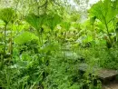 Garden at Lingcombe Barn in Dartmoor - thumbnail photo